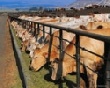  За год в России поголовье коров уменьшилось на 37,4 тысячи