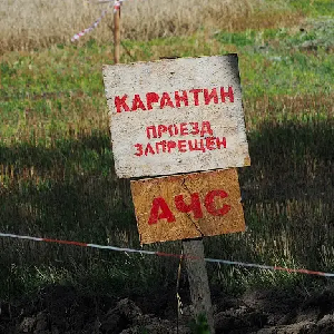 Власти Калининградской области заявляют, что «вопрос о нехватке мяса свиньи в регионе не стоит» Власти Калининградской области заявляют, что «вопрос о нехватке мяса свиньи в регионе не стоит»