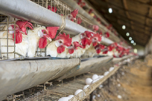 Гана сняла запрет на поставки птицеводческой продукции из России