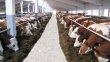 В амурском «Албазино» хотят наращивать поголовье крупного рогатого скота
