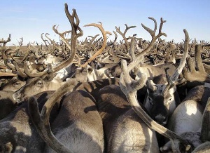 План по заготовке оленины на Ямале будет выполнен