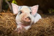 Торговля стала предположительной причиной заноса болезней свиней в Хорватию