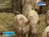 Туляков призывают не бояться есть свинину