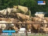 Под Ясногорском строится крупный животноводческий комплекс