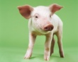 В 2011 году поголовье свиней в России составило более 17, 3 млн голов
