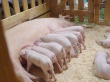 В Бурятии стало больше свиней