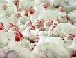 Михайловской птицефабрике удалось взыскать с подрядчика в 7 раз меньше задуманного