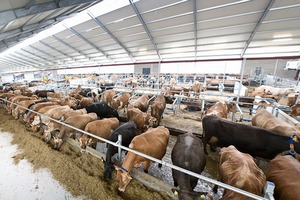 В Амурской области появится первый на Дальнем Востоке крупный молочный комплекс