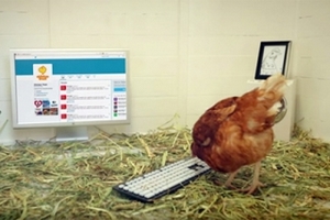 Известная сеть общепита запустила в "Twitter" микроблог курицы