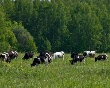 Объем производства комбикормов увеличился почти на 8% Объем производства комбикормов увеличился почти на 8%
