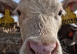 В Приамурье на ПМЖ приедут четыре тысячи австралийских коров