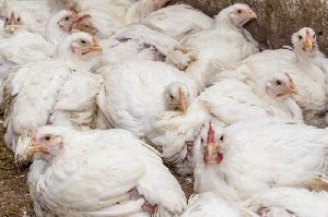 Южная Корея вводит запрет на работу всех птицефабрик