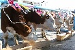 СХПК «Чурапча» представит на выставке в Якутске коров герофордской породы