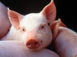 «Русагро» может вложить 20 млрд рублей в свиноводство