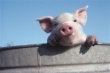 Рязанская область продлила запрет на ввоз свинины из шести регионов