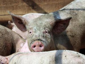 В Красноярском крае за многочисленные нарушения закрыли свиноферму