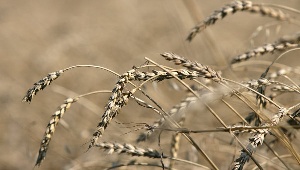 РЗС: остановка экспорта зерна из РФ приведет к падению урожая в 2015 г