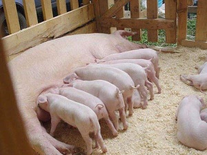 В Курской области быстрыми темпами развиваются птицеводство и свиноводство