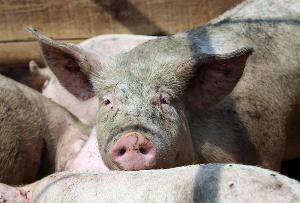 В Смоленской области судом приостановлена деятельность свиноводческого хозяйства 