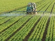 В сельское хозяйство Анапы привлекут более 2 миллиардов рублей инвестиций