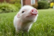 В США от вируса свиной диареи погибло свиней на пять миллионов долларов
