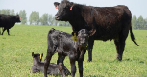 Материнское стадо Калининградской мясной компании в 2019 году выросло на 30%