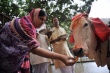 Индийские скотоводы нервничают из-за победы националистической партии
