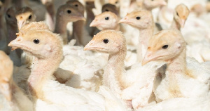 В Алтайском крае открылась первая маточная индюшиная ферма