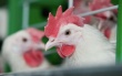 Без Ассоциации с ЕС экспорта курятины в Европу не будет - украинские птицеводы