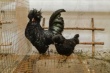 Киевлянка выращивает рогатых кур с черным мясом