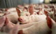 Эстонские свиноводы получат в порядке исключения прямые субсидии ЕС