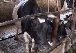 В Липецкой области стали больше производить, мяса, молока и яиц В Липецкой области стали больше производить, мяса, молока и яиц