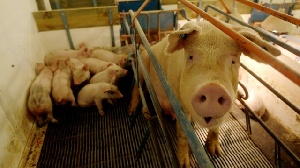 Эмбарго России на ввоз продуктов может уничтожить животноводство Литвы