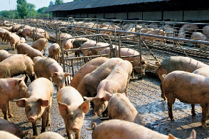 Началась мясная гонка регионов