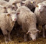 В Хакасии на развитие семейных животноводческих ферм выделено 25 млн рублей В Хакасии на развитие семейных животноводческих ферм выделено 25 млн рублей