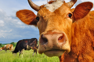 В Чеченской Республике увеличилась численность крупного рогатого скота