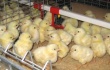 В Татарстан из Нидерландов завезли более 28 тыс. цыплят