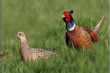 Первая ферма по разведению фазанов открыта на Урале