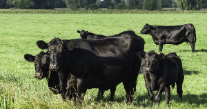 Перед пиком весенне-летнего тура отелов «Мираторг» получил 167 телят