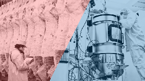 Начались продажи настоящего мяса курятины, выращенного в биореакторе