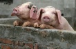 В Волгоградской области зафиксирована вспышка африканской чумы свиней