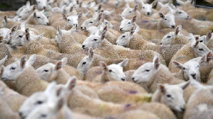 Великобритания: Организованная сельская группировка украла более 200 овец