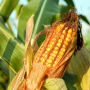 Власти Боливии объяснили, как обеспечат животноводов кукурузой