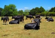 Новая Зеландия предложила Красноярскому краю сотрудничество в сфере скотоводства