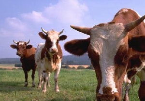 Россия не впустила на свою территорию белорусских коров с лошадиными документами