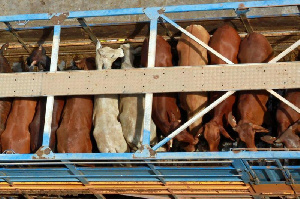 Ставрополье впервые экспортировало племенной скот в Армению