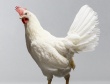 Антистрессовый препарат для домашней птицы создали учёные ветеринарной академии Троицка