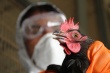 Швейцария запретила импорт птицы из Великобритании и Нидерландов