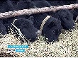 В Калачеевском районе будут разводить ценную мясную породу коров В Калачеевском районе будут разводить ценную мясную породу коров