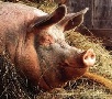 Свиное стадо Краснодарского края сократилось на две трети